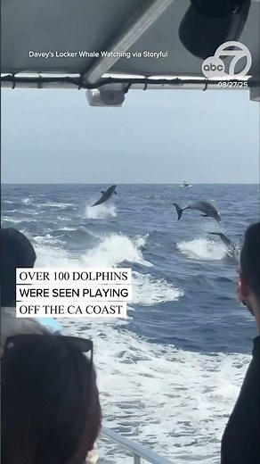 Over 100 dolphins seen playing off the CA coast