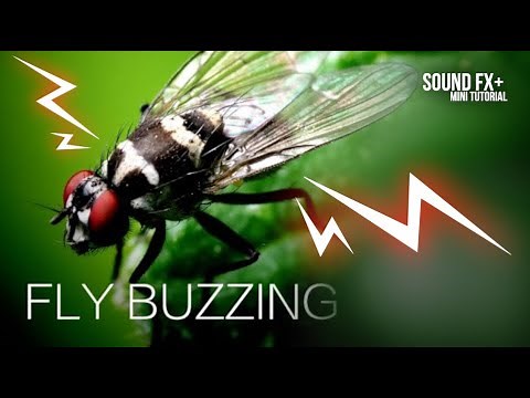 Fly Buzzing - Sound Effect