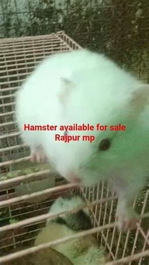 hamster for sale