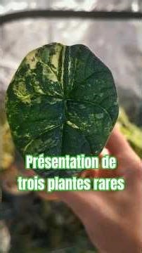 Je vous présente trois premières plantes de ma box géante !