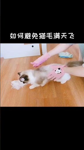 Get your perfect Ragdoll cat with clear advice from XiaoRou Family Cattery!