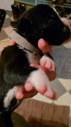 Here is Liberty 🩶 AKC sealed boxer Available Ready to go on 1-6-2026 | Patches AKC Boxer Puppies