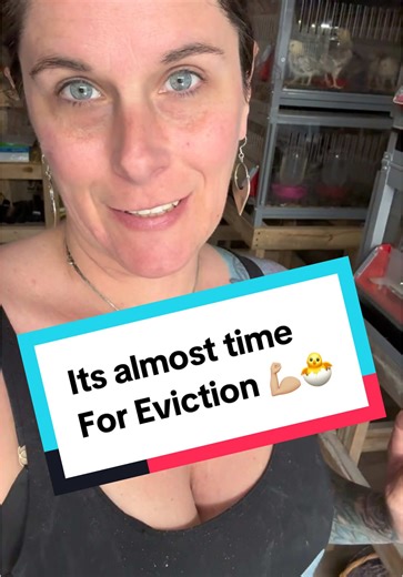 Moving Chicks Outside: Preparing for Brooder Changes