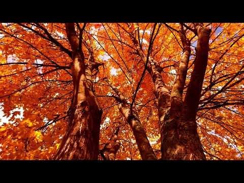 Autumn Trees | Relaxing Wind Through Orange Leaves | 1 Hour Nature Sounds | Jolie