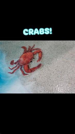 CRABS!! Every one’s a little different. Big crabs, tiny crabs, chunky crabs, classy crabs…and all built from the same high-performance materials we use on our toughest jobs. Durable. Colorful. Unreasonably fun- because in our world, creativity and concrete go hand in hand. 💪🏼💪🏼🥳#concrete #unicornepoxy #floor #renovation #epoxy #crab #pooldeck #patio #florida | Unicorn Epoxy