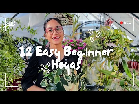 Best Easy to Find Hoya Plants for Beginners