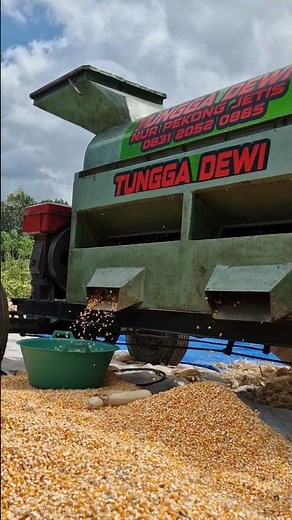 Corn shelling process using a machine -Agriculture farming #shorts