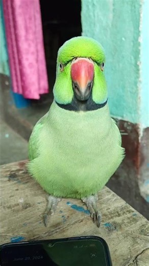 मम्मी एक गिलास पानी दे दो #parrot #funny #funnyanimal #funny #funnyparrot #funnyvideo #funnyshorts..