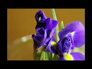 How irises bloom - the magic of nature in timelapse