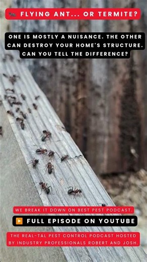 lying ants or termites? It's one of the most common questions homeowners ask.