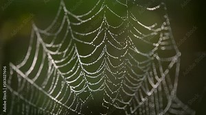 water drops on a spider web fluttering in the wind. insect trap in the green forest