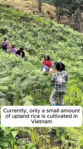 Upland rice varieties grown on hills in Vietnam #backyardgardening #gardeninglife #vegetablegardening #vegetablegarden #gardeningtips #gardeninglove #organicgardening #gardensofinstagram #gardenideas #urbangardening #gardeningistherapy #gardeninggoals #homegardening #gardeninspiration #lovegardening #gardeningisfun #countrygarden #veggiegarden #happygardening | Gardening Life