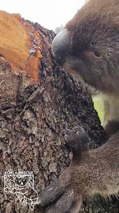 19K views · 3.8K reactions | Did you know koala's  sometimes eat bark, lichen, moss and termite  dirt to aid in their digestion and add more nutrients to the diet. Harry  obviously needed a bit of a boost with some yummy  bark this week. Its just amazing to see Harry instinctively 易 knowing what he needs despite being orphaned at some a young age | Southern Koala and Echidna Rescue Ltd | Facebook