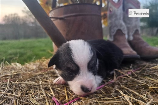 Wren - Pembroke Welsh Corgi Puppy E7BFAF
