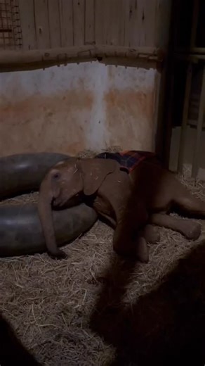 Sheldrick Wildlife Trust | Little Kaikai is snug as a bug in a rug! Keeper Joseph tiptoed into this adorable scene. Swaddled in her pyjamas, cuddled up with her... | Instagram