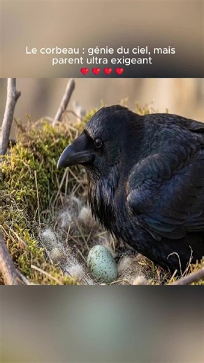 Le corbeau : génie du ciel, mais parent ultra exigeant#corbeau #corvidés #oiseaux #nature #science