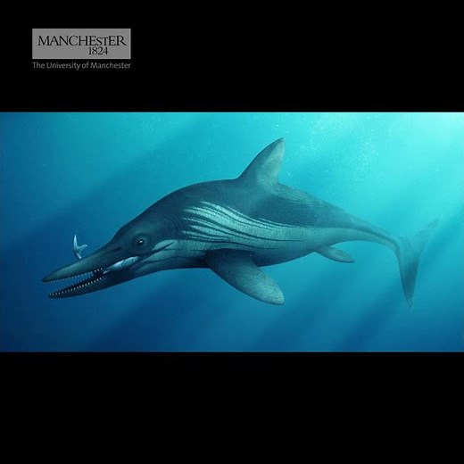 Prehistoric ichthyosaur digitally reconstructed