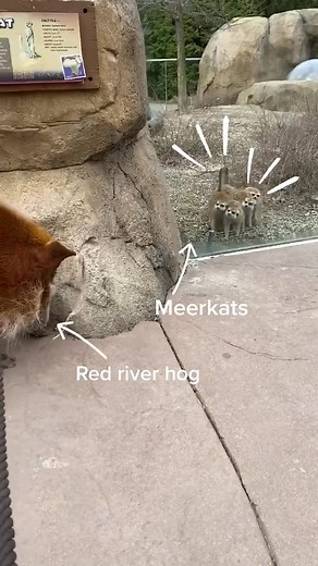 When the humans are away, these animals get to play #riverhog #meerkat #love #zoo #freedom #fyp