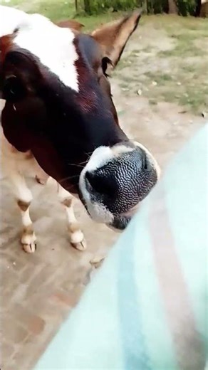 Amazing calf sound 🥰👌🙏🌹