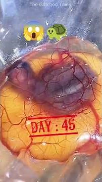 Broken Egg, Unbelievable Turtle Survival 😮😱🐢