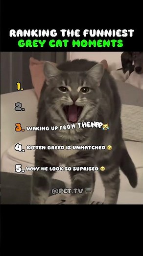 Funniest Grey Cat Moments 🐈‍⬛😂 #ytshorts