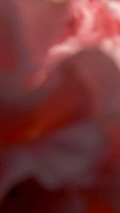 79 reactions · 5 comments | NEW Online Tutorial! Paint dreamy carnations with me using the cling wrap technique. My latest project looks at the value of improving our well being by using a simple creative exercise . I know there are going to be many stunning floral watercolours created following this film and I can’t wait to see them in the Members Forum! #jeanhainesonlineartschool #watercolour #watercolor #floralart #floral #flowers #flowersinart | Jean Haines Watercolours | Facebook