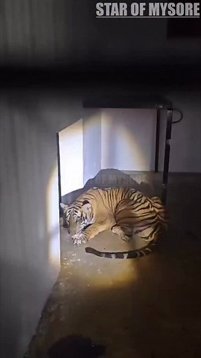 CAPTURED TIGER SHIFTED TO REHAB CENTRE Forest Department personnel, who captured the female tiger at Anjanapura village in Nanjangud taluk yesterday shifted it to Mysuru Zoo’s Chamundi Wild Animals Rescue, Rehabilitation and Conservation Breeding Centre at Koorgalli in Mysuru and is kept under observation. #mysuru #mysore #starofmysore | Star Of Mysore