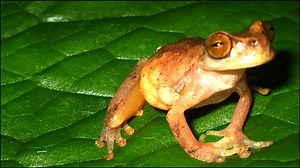 World's 'rarest tree frog' found