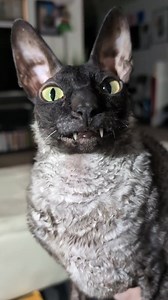 Boop! 😹😹 #cat #cats #catsoffacebook #clubmeatbird #pixelandsophie #catsloversclub #kitty #catsofinstagram #ilovemycat #catlovers #love #catlover #cornishrex #cornishrexcat #cornishrexcats #smile #boop | Pixel & Sophie