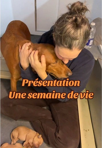 Présentation des chiots Labrador Redfox