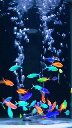 Magical Tropical Fish Swimming Inside a Toilet Tank – Surreal Underwater Glow
