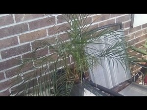 Pigmy date palm care. (Phoenix robellini)