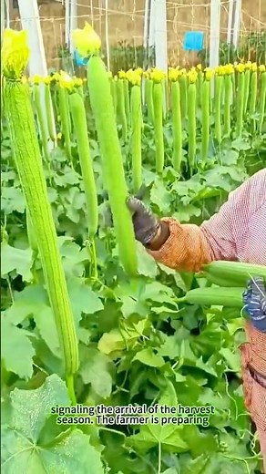 Bountiful Loofah Harvest: A Farmer’s Careful Preparation for the Season. #work
