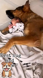 dog kising the baby #baby #cutedogs #lovebaby #lovedog | Editson