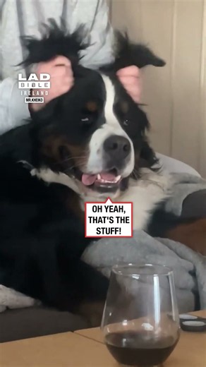 Dog Melts Every Time His Ears Get Stroked 😌👂
