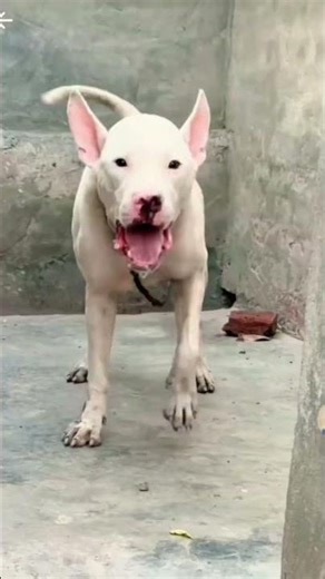 Real Aggressive Dog Barking #AggressiveDog #DogBarking #RealDogSounds#TheDogBehaviorStudio