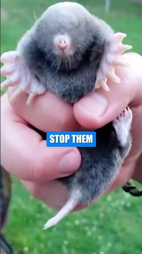 Moles in Your House? Here’s How to Get Rid of Them FAST! #shorts
