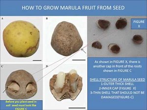 HOW TO GROW MARULA TREE FROM THE SEED STEP BY STEP :)