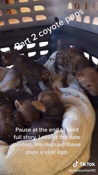 Coyote Pups in Arizona: Part 2 Mini Documentary