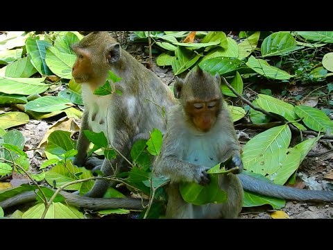 into a jungle Jazzy has to find a best place for her gives a newborn, and Jonna is looking forwards.