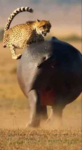Rare Moment A Cheetah Tries To Pounce On A Hippo