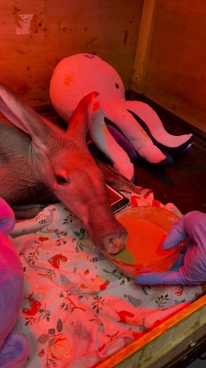 78K views · 1.4K reactions | Growing takes a lot of energy 﫠 This sleepy boy couldn’t keep his eyes open and fell asleep in his food! No worries, Grogu enjoyed his nap and got the rest later. ❤️#babyanimals #baby #loveanimals #animals #love #aardvark #grogu #memphiszoo | Memphis Zoo | Facebook