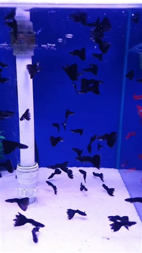 GUPPY GALORE!! Check our our new selection of guppies. More than 15 different types to choose from #guppies#fish#aquarium#fyp#foryoupagе | Clearwater Aquatics