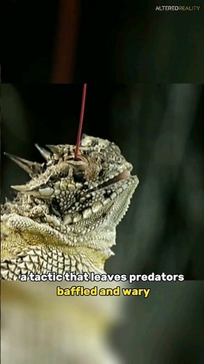 Horned Lizard - Blood Shooting Eyes