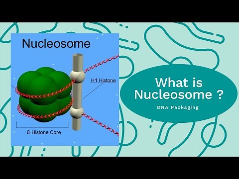 What is Nucleosome Model ? | What is Solenoid Model ? | DNA Packaging | Packed DNA into Chromosome