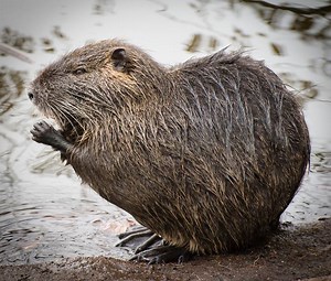 Meet the Coypu thanks to the talented team at VR Gorilla. To license this video please visit http://bit.ly/2hUDZjc #VR #360video | 360 Videos