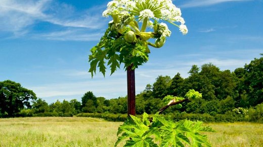 Map shows where Britain's most dangerous plant is growing in Scotland