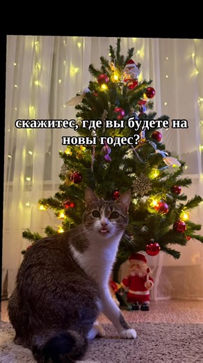 скажитес, где вы будете на новы годес? #новыйгод #catsoftiktok #shrimp #кошечка #2026