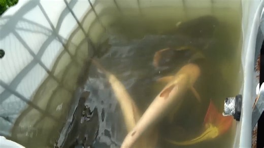 This backyard pond raised monsters… now it is being shut down