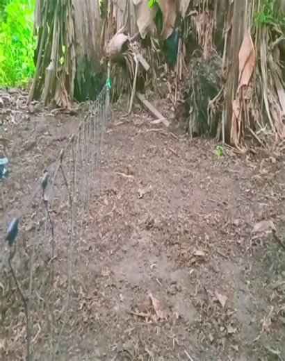142K views · 1.4K reactions | Amazing Bird Trap Videos 2024.. | Anymouse | Facebook